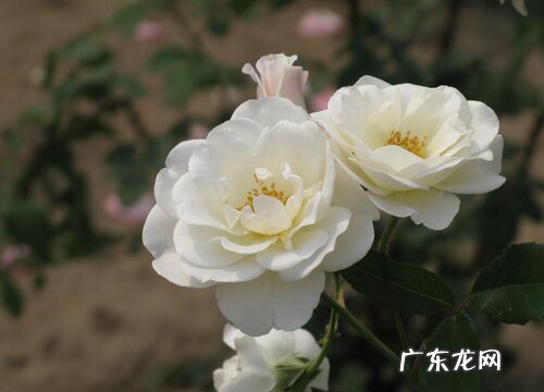 北京的市花是什么花