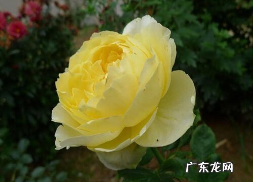 北京的市花是什么花