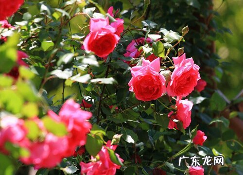 北京的市花是什么花