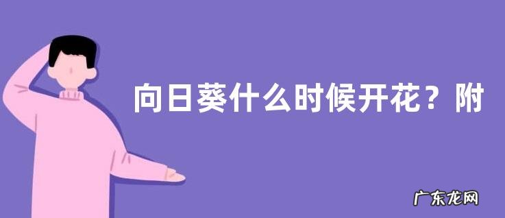 向日葵什么时候开花？附生长环境与生长周期