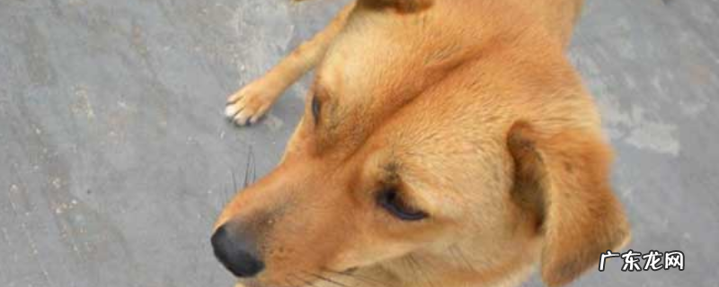 犬巴贝斯虫病怎么治疗?附症状、病原和预防