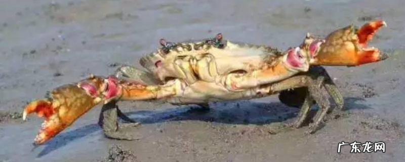 三门青蟹什么时候上市?附食用做法