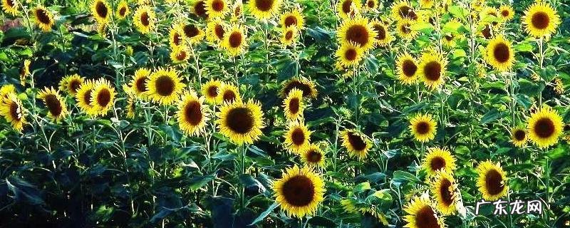 向日葵种子怎么种?做好这几个步骤