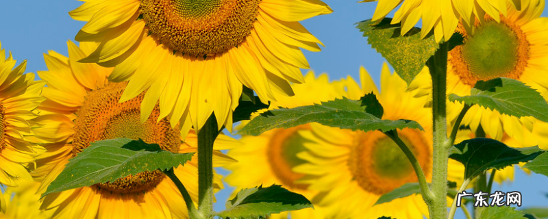 向日葵什么时候成熟?什么时候播种,向日葵的生长周期