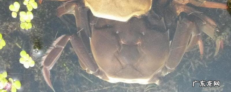 大闸蟹什么季节吃好?和什么食物同食相克