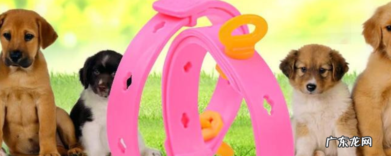 狗身上有虱子怎么办?可喷洒驱虫药水