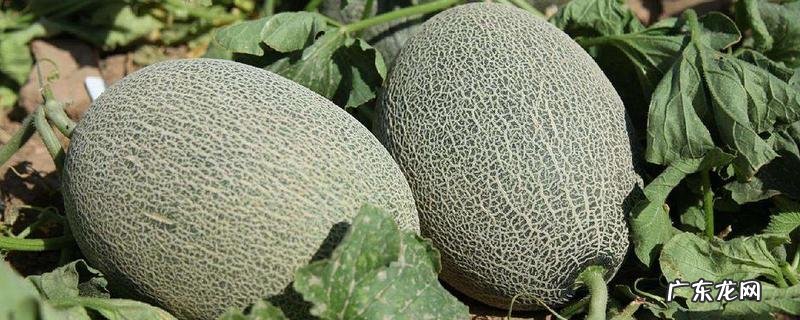 哈密瓜是热性还是凉性?附食用好处