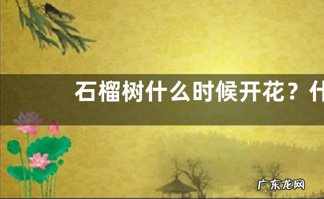 石榴树什么时候开花?什么时候成熟,为什么不开花