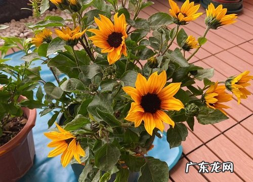 向日葵要经常浇水吗