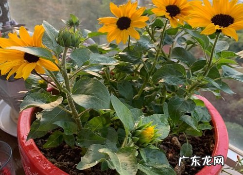 向日葵要经常浇水吗