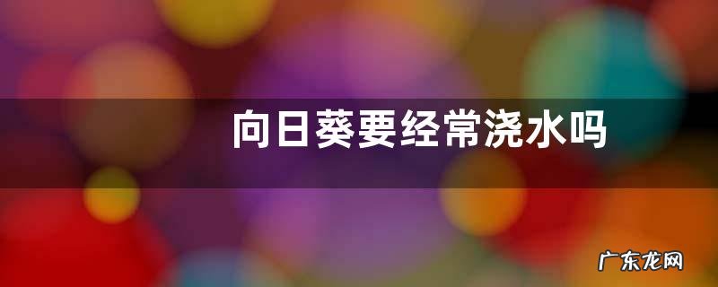 向日葵要经常浇水吗
