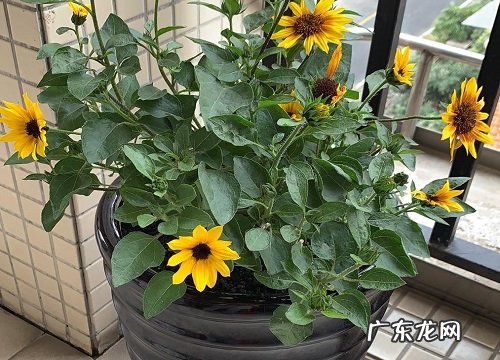 向日葵要经常浇水吗