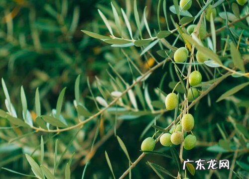 福州盛产什么水果有名