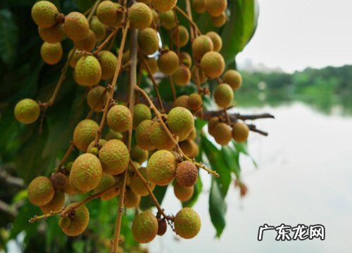 福州盛产什么水果有名