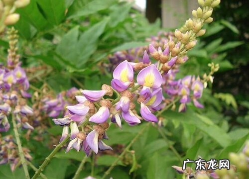 鸡血藤生长在什么地方 生长环境与特征