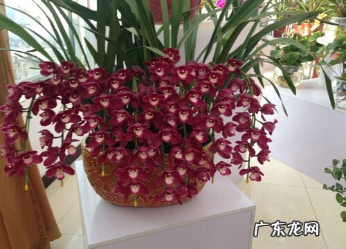 卧室买什么花最好