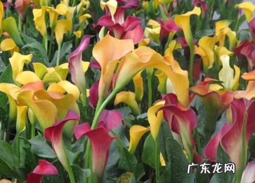 卧室买什么花最好