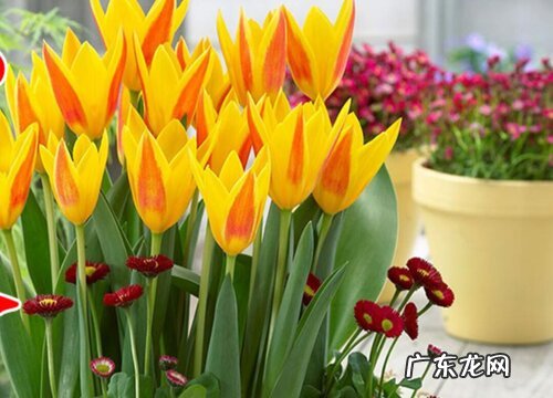 卧室买什么花最好