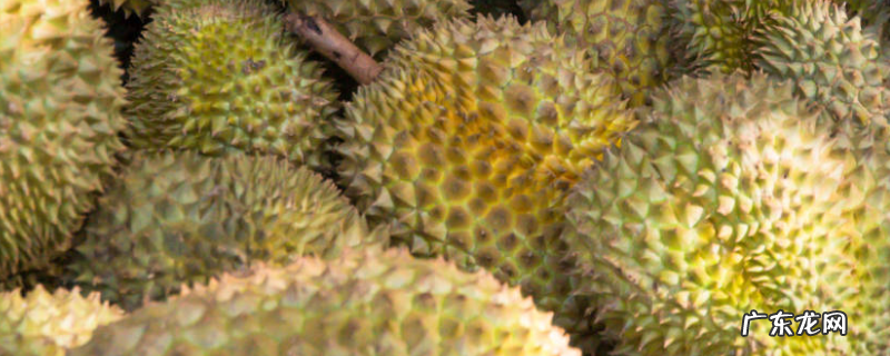 榴莲坏了是什么样的?坏榴莲吃了会中毒吗,如何选择好的榴莲