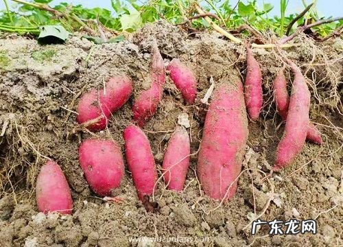 地瓜开花吗 开花是什么原因