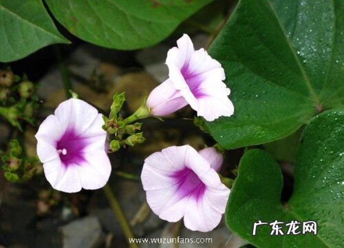 地瓜开花吗 开花是什么原因