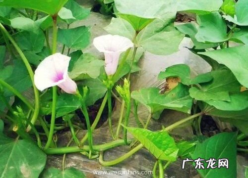 地瓜开花吗 开花是什么原因
