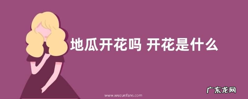地瓜开花吗 开花是什么原因