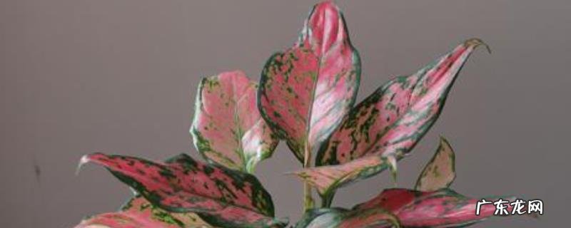 如意皇后叶子发黄怎么办?注意避免施肥太多