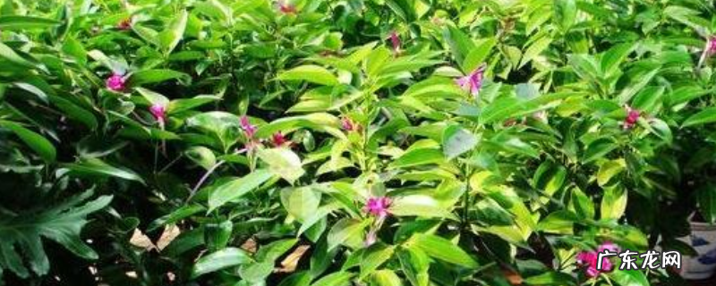 平安树烂根怎么办,附烂根的原因