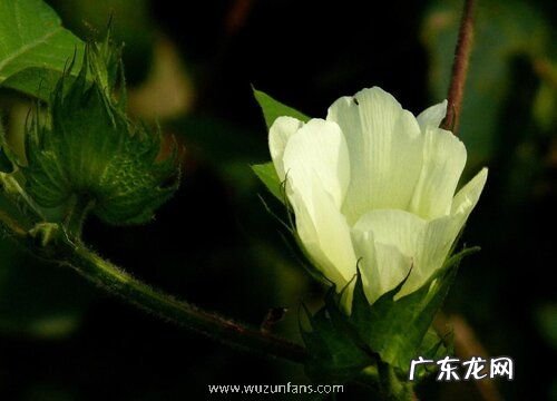 棉花什么时候开花 几月份开花