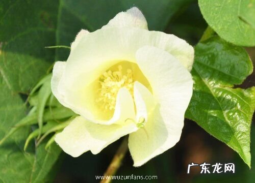 棉花什么时候开花 几月份开花