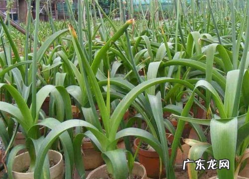 虎眼万年青的养殖方法和注意事项有哪些