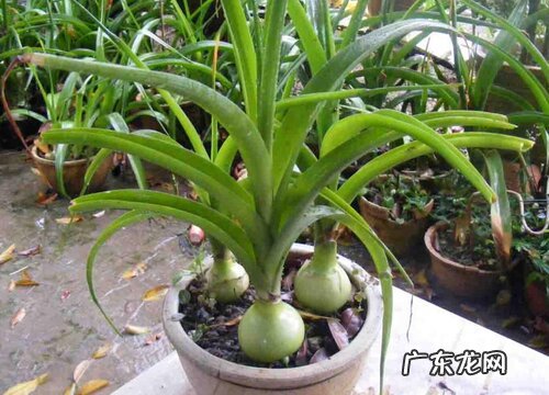 虎眼万年青的养殖方法和注意事项有哪些