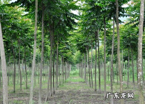 鸡翅木是什么树的木头 长什么样子