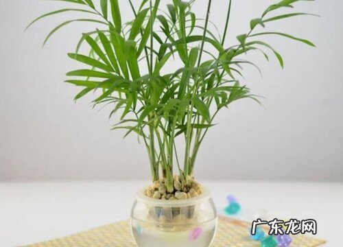 水培椰子怎么养才能更旺盛