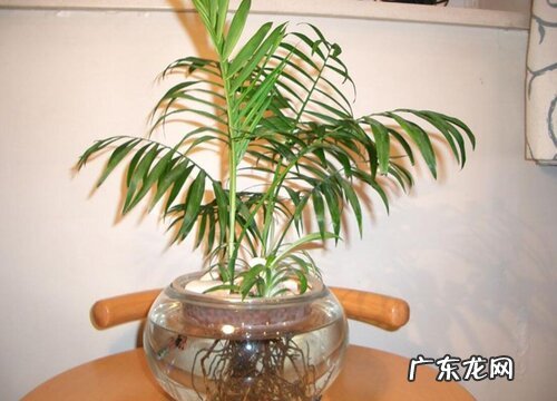 水培椰子怎么养才能更旺盛