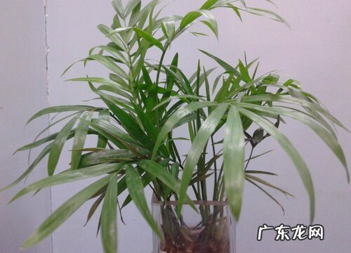 水培椰子怎么养才能更旺盛