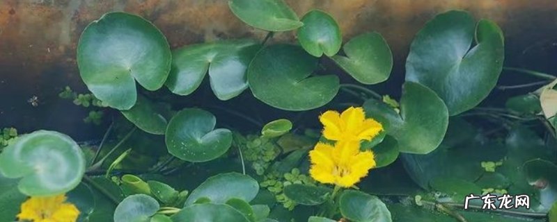 荇菜有什么作用,荇菜食用方法