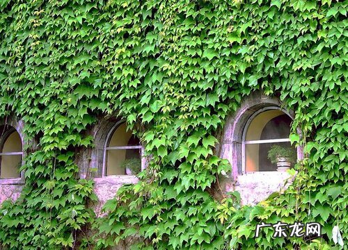 爬山虎开花吗 在什么季节开花