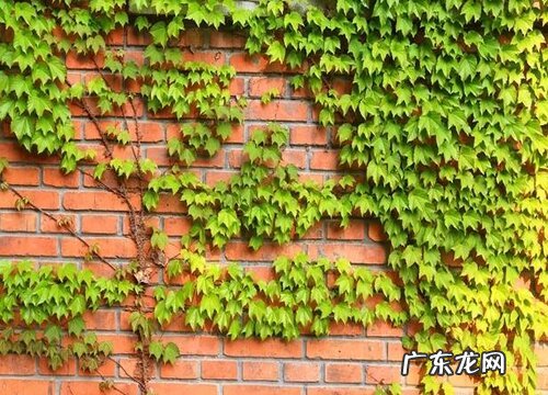 爬山虎开花吗 在什么季节开花