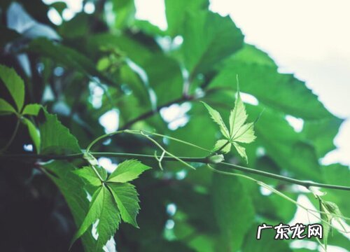 爬山虎开花吗 在什么季节开花
