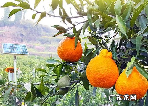 丑柑什么时候上市 一般几月份成熟