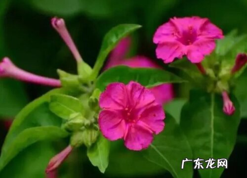 茉莉什么季节开花 开花季节