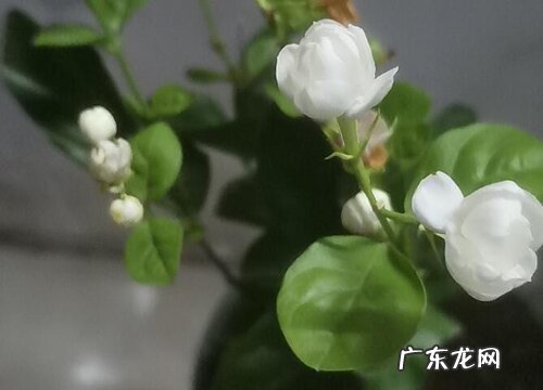茉莉什么季节开花 开花季节