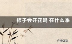柿子会开花吗 在什么季节开花