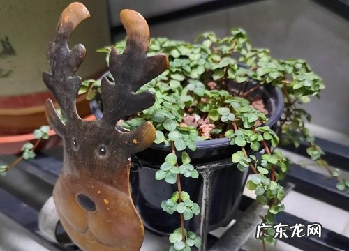 冷水花怎么养及养殖方法