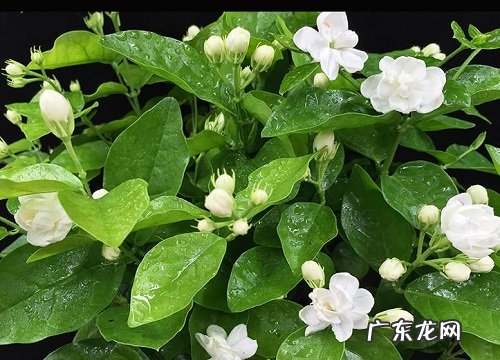 茉莉花适合放在卧室吗 卧室放茉莉花影响睡眠