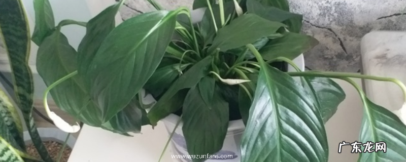 一帆风顺叶子下垂怎么办?叶子发黄怎么办?