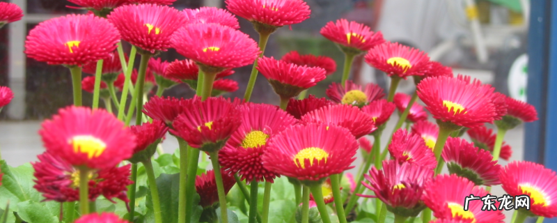 花卉换盆时间,附换盆方法和注意事项