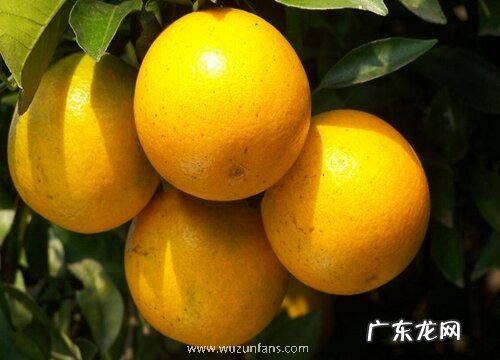 冰糖橙什么时候上市 上市几月份